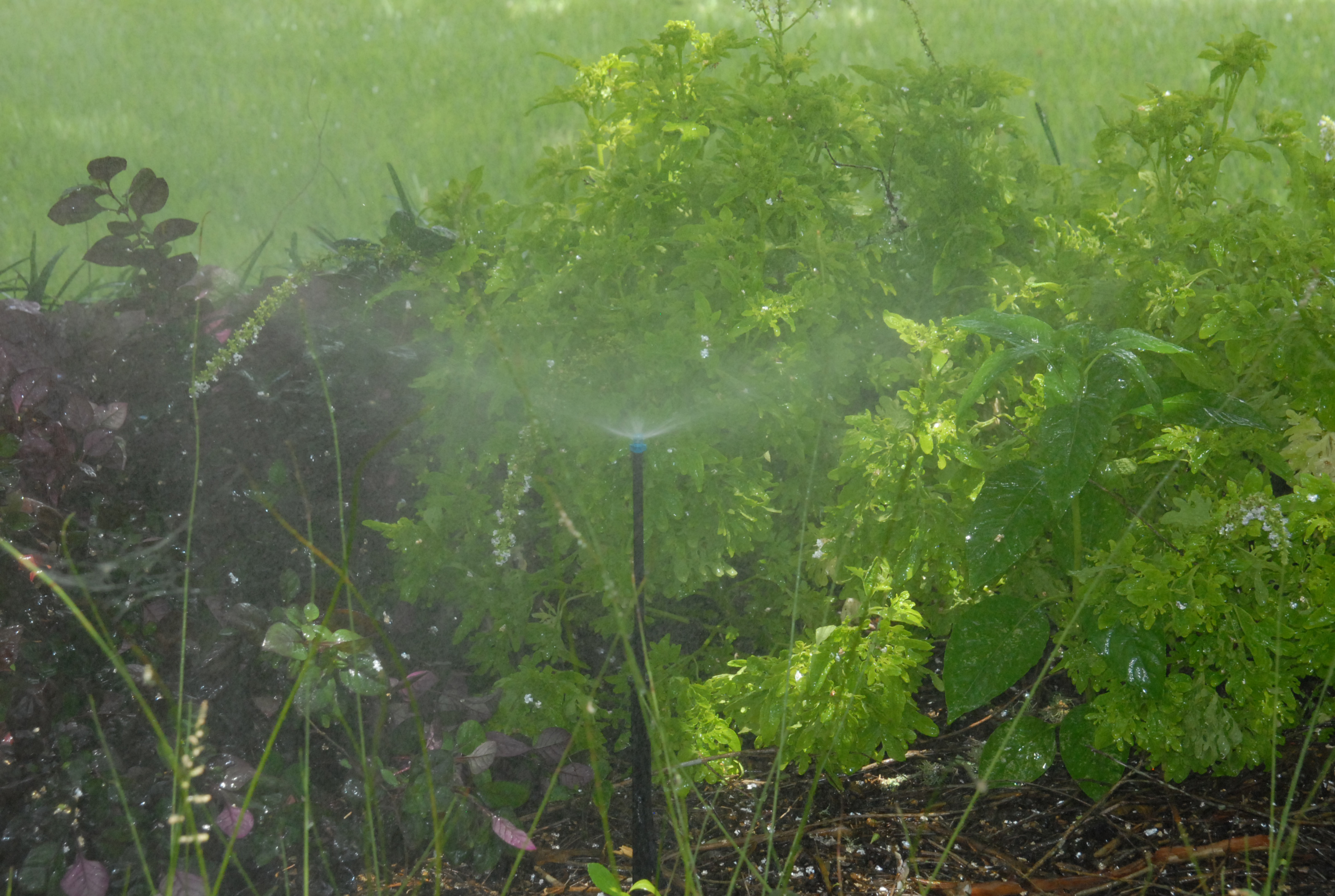 Water appropriately during dry weather 